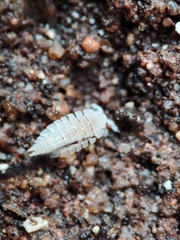 Platyarthrus codinai