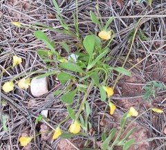 Scorpiurus muricatus