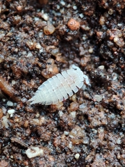 Platyarthrus codinai