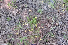 Scorpiurus muricatus