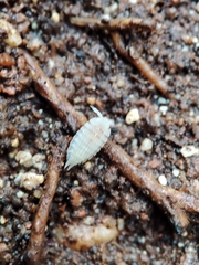 Platyarthrus codinai