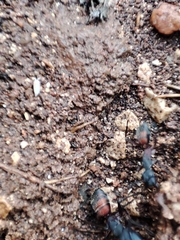 Platyarthrus codinai