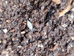 Platyarthrus codinai