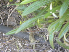Podarcis guadarramae guadarramae