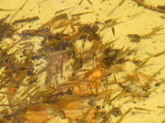 Hypseleotris