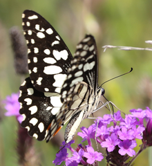 Papilio demoleus sthenelus