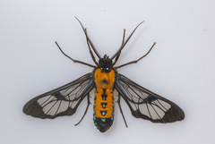 Sarosa notata