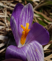 Crocus neapolitanus