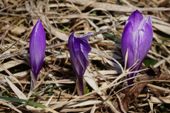 Crocus neapolitanus