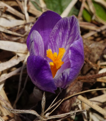 Crocus neapolitanus
