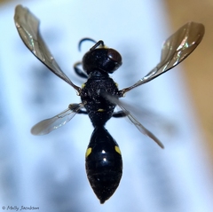 Ectemnius paucimaculatus