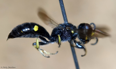 Ectemnius paucimaculatus