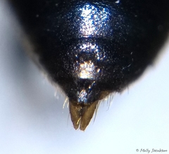 Ectemnius paucimaculatus