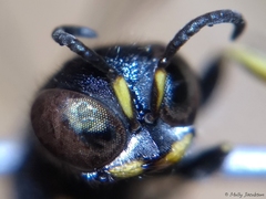 Ectemnius paucimaculatus