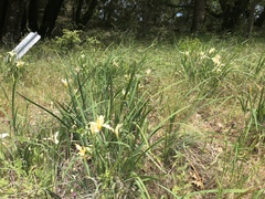 Iris fernaldii