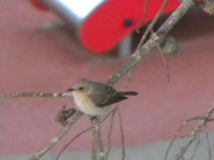 Muscicapa striata balearica