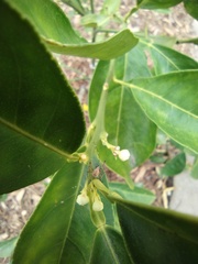 Tettigoniidae
