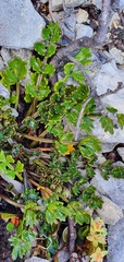 Gingidia decipiens