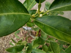 Tettigoniidae