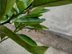 Tettigoniidae
