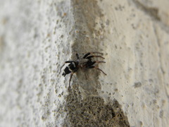 Poecilochroa