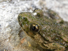 Pelodytes hespericus