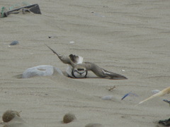 Charadrius alexandrinus
