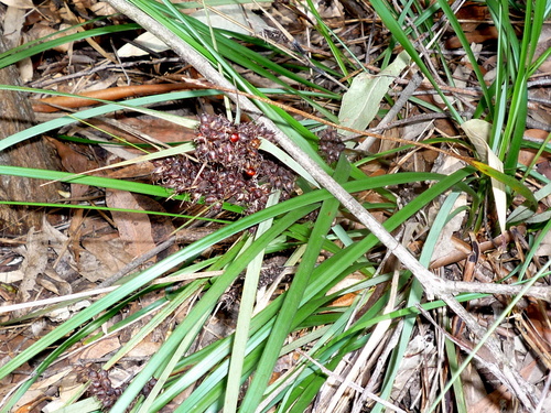 Gahnia aspera ssp. aspera
