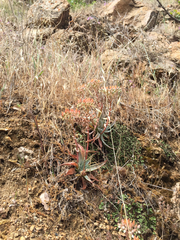 Dudleya abramsii