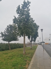 Brachychiton populneus populneus