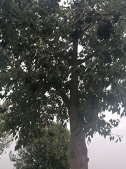 Brachychiton populneus populneus