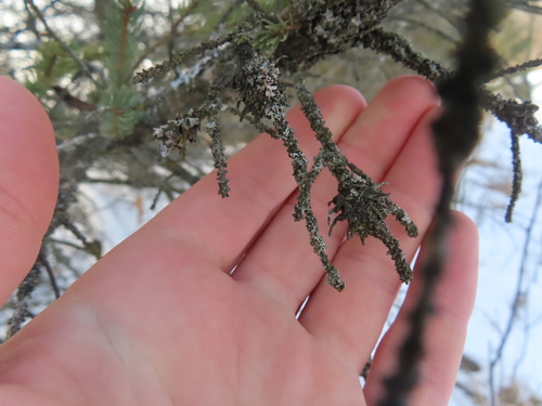 Pineapple-gall Adelgid photo 4