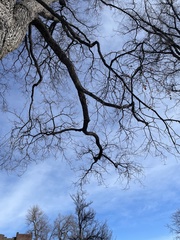 Ulmus thomasii
