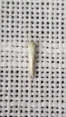 Stegommata sulfuratella