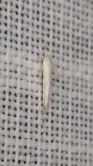 Stegommata sulfuratella