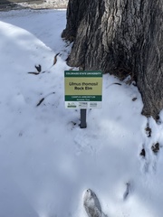 Ulmus thomasii