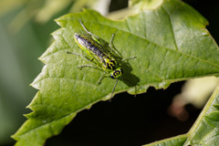 Rhogogaster chlorosoma