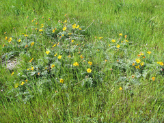 Balsamorhiza macrolepis