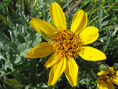 Balsamorhiza macrolepis