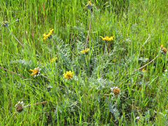 Balsamorhiza macrolepis