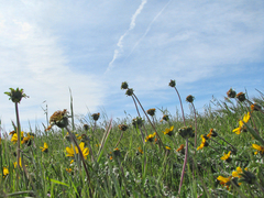 Balsamorhiza macrolepis
