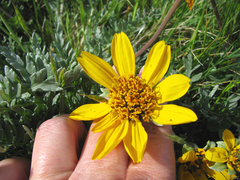 Balsamorhiza macrolepis