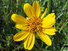 Balsamorhiza macrolepis