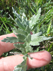 Balsamorhiza macrolepis