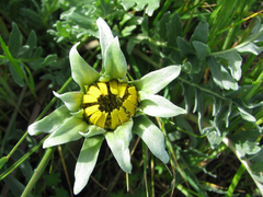 Balsamorhiza macrolepis