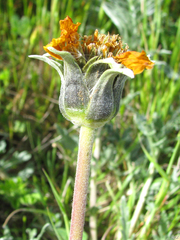 Balsamorhiza macrolepis