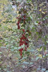 Smilax aspera