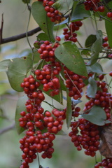 Smilax aspera
