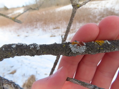 Hyperphyscia syncolla