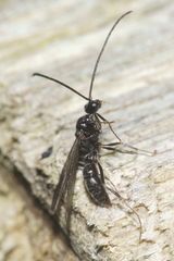 Austroponera castanea